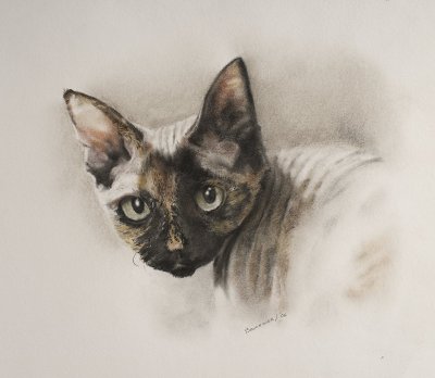 how do you draw a cat