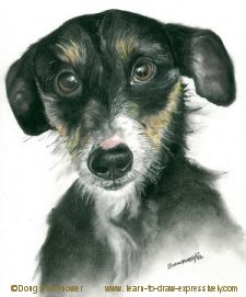 Pencil pet portrait of Sparky