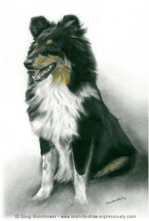 How to Draw dogs - Border Collie