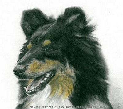 How to draw dogs - Border Collie head